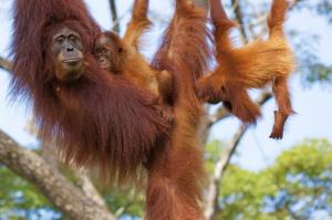 Malaysia | Borneo - Auf der Spur der letzten Zwergelefanten